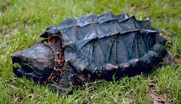  Alligator Snapping Turtle in Texas