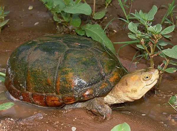 Arizona Mud Turtle