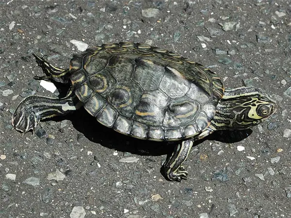Barbour's map turtle