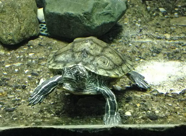 Black-knobbed Map Turtle in Mississippi