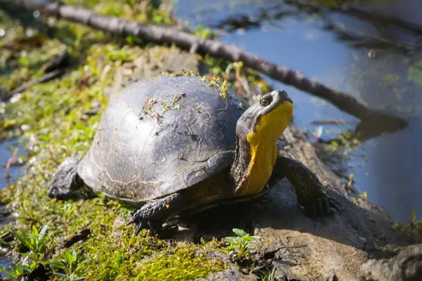  Blanding’s Turtle in Wisconsin