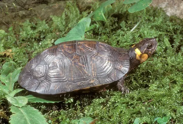 Bog Turtle in Tennessee