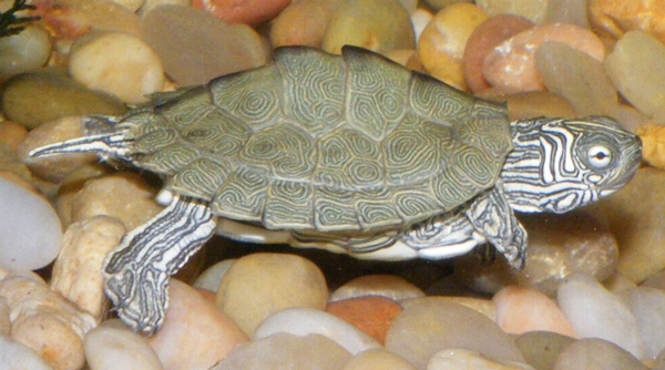  Cagle’s Map Turtle in Texas