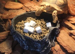 Homemade Turtle Food with Calcium: A Comprehensive Guide
