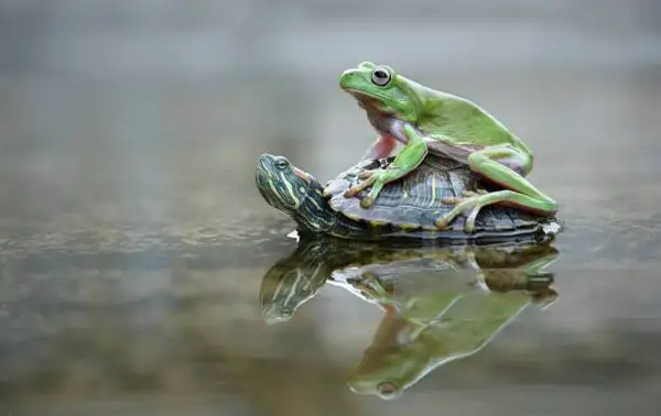 Can A Turtle Pet and A Frog Live Together