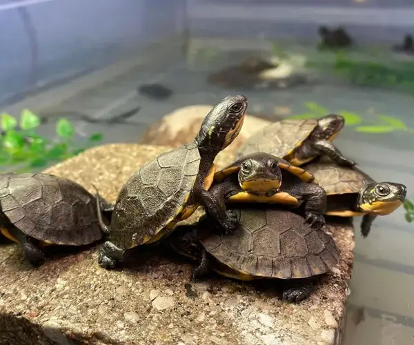 Can Turtles Live In Groups