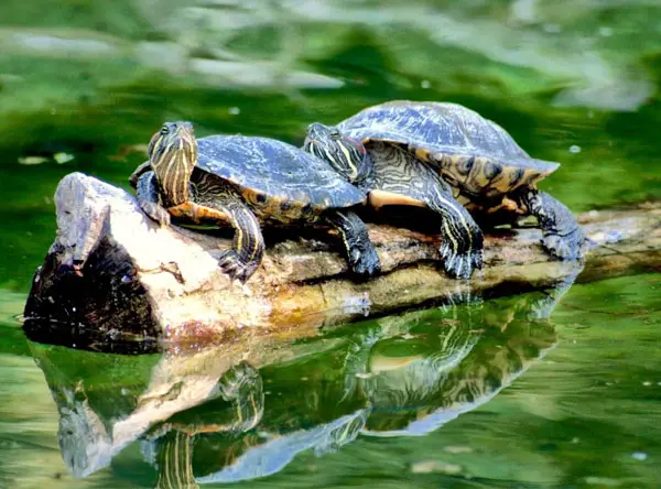 Do Turtles Make Sounds At Night And Daytime