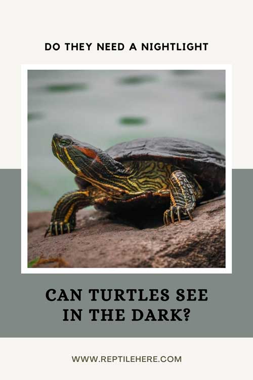 Can Turtles See in The Dark