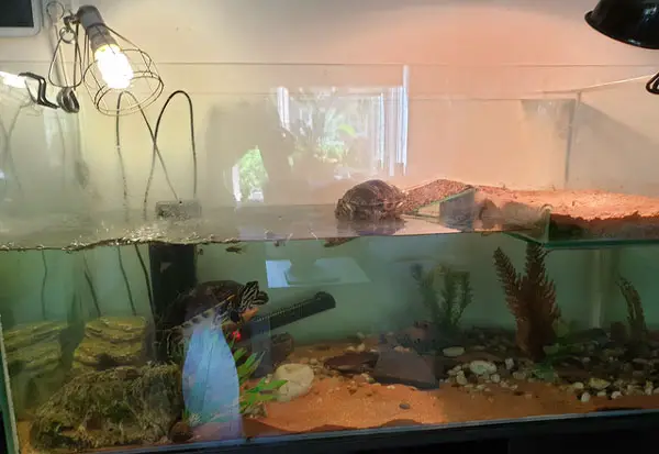 Can Turtles Survive Without A Heat Lamp