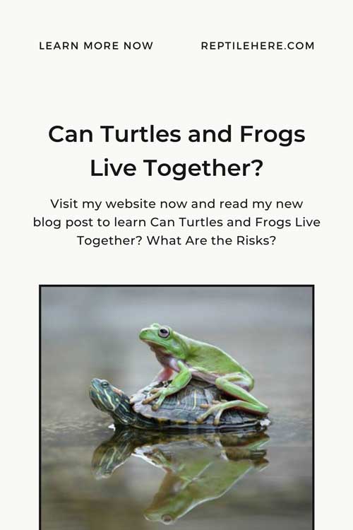 Can Turtles and Frogs Live Together