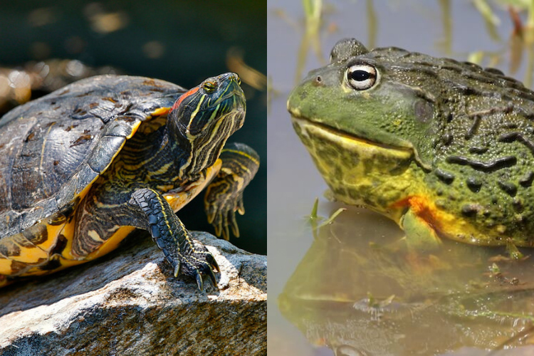 Can Turtles and Frogs Live Together