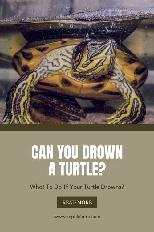 Can You Drown a Turtle