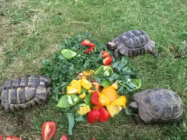 Can You Overfeed a Pet Turtle