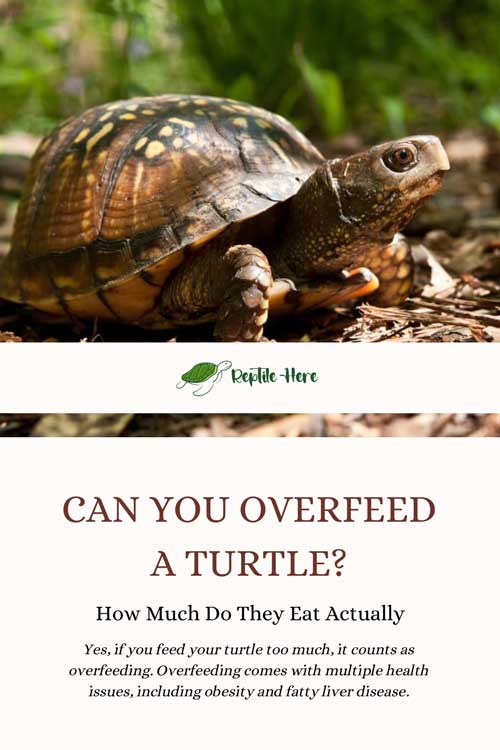 Can You Overfeed a Turtle