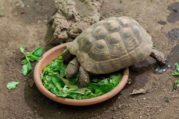 Can You Overfeed a Turtle? How Much Do They Eat Actually