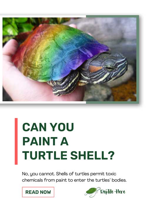 Can You Paint a Turtle Shell