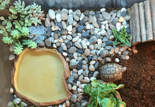 Can You Potty Train Your Turtle