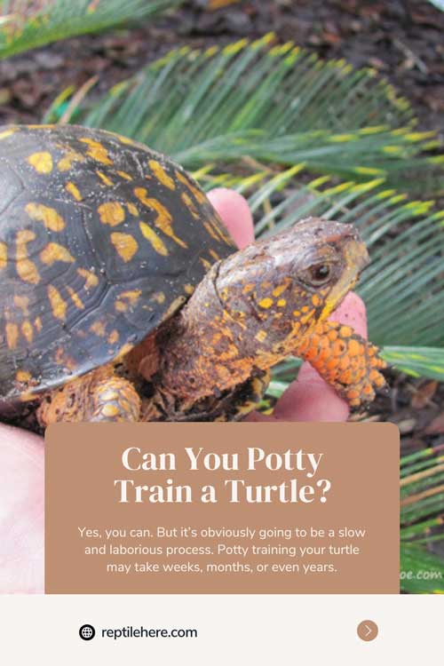 Can You Potty Train a Turtle