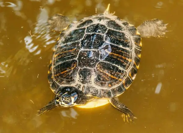 Can You Tell If A Turtle Is Dead Just Because It Is Floating