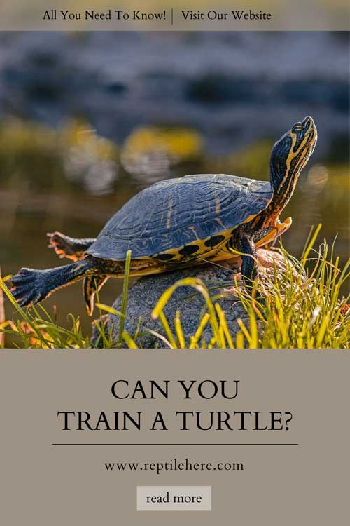 Can You Train A Turtle