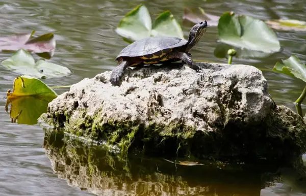 Change in Basking Habit