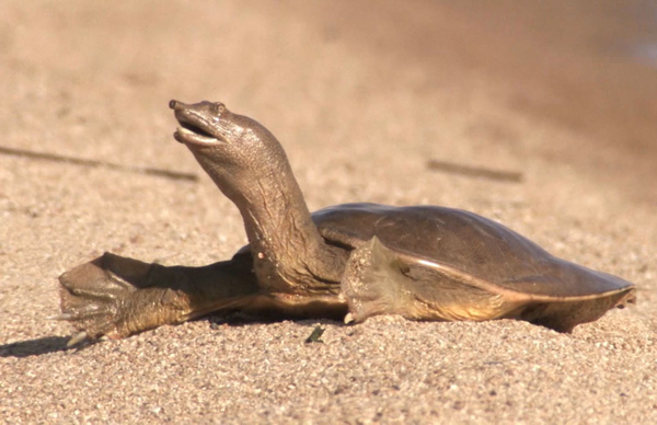  Chinese Softshell Turtle in Hawaii