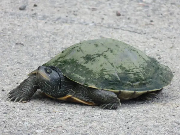  Common Map Turtle in Vermont