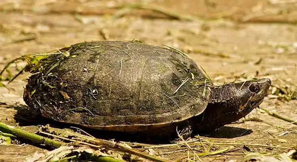 Common Musk Turtle in Massachusetts