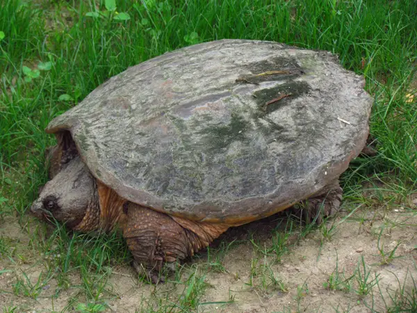 Common Snapping Turtle in Wyoming
