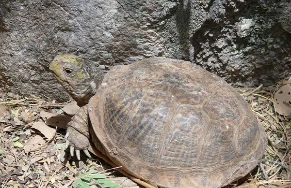  Desert Box Turtle in Texas