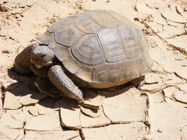  Desert Tortoise in Nevada