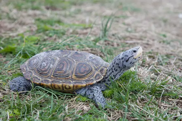  Diamond-backed Terrapin in South Carolina