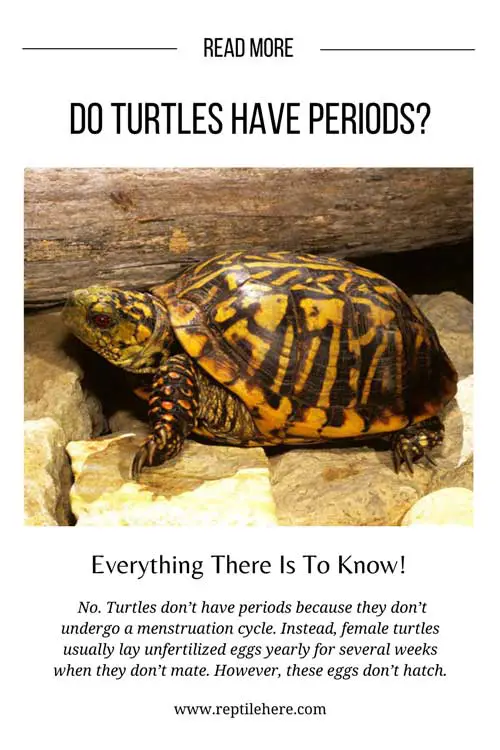 Do Turtles Have Periods