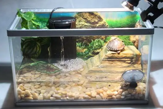 Do Turtles Have a Strong Vision at Night