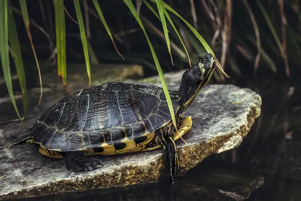 Do Turtles Hear Sounds