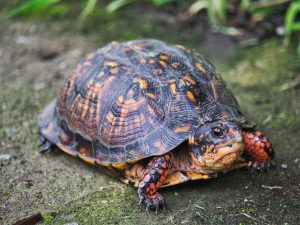 Do Turtles Make Sounds? What Type Of Sounds Do Turtles Make?