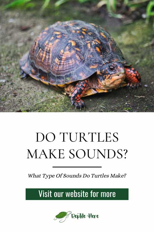 Do Turtles Make Sounds