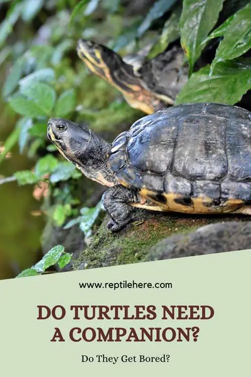 Do Turtles Need A Companion?-Do They Get Bored?