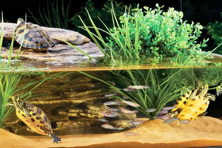 Do Turtles Need A Companion?-Do They Get Bored?