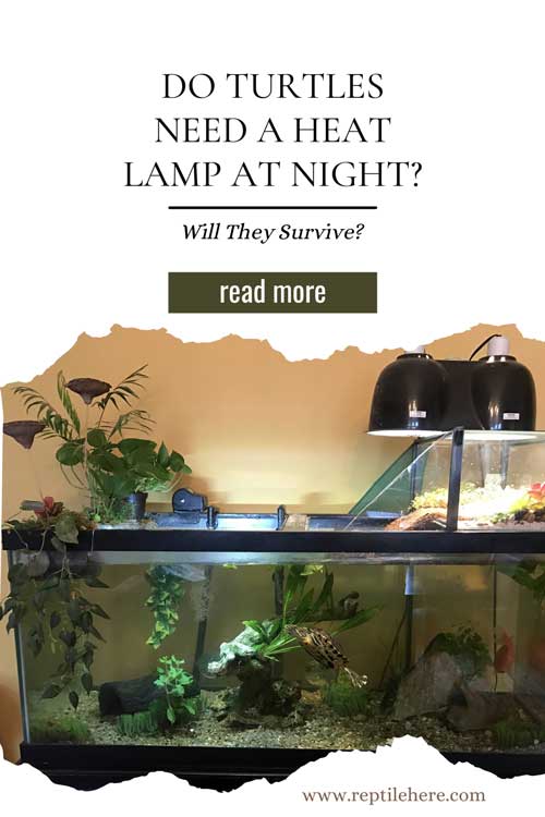Do Turtles Need A Heat Lamp At Night