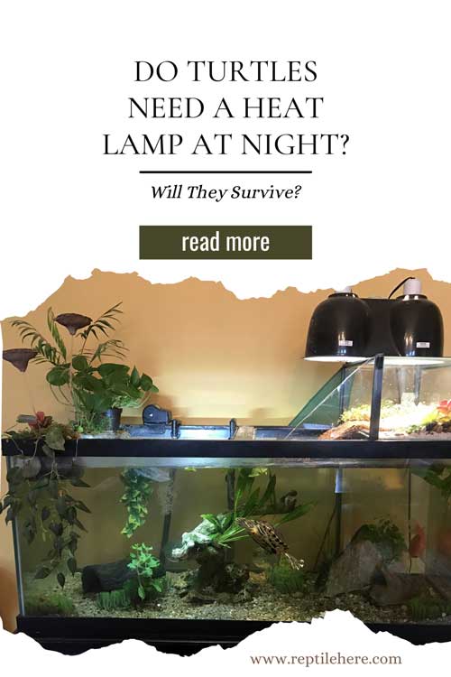 Do Turtles Need A Heat Lamp At Night? Will They Survive?