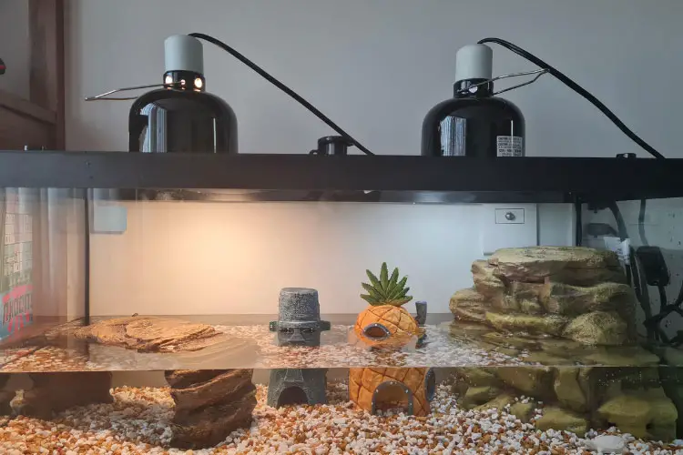 Do Turtles Need A Heat Lamp At Night? Will They Survive?