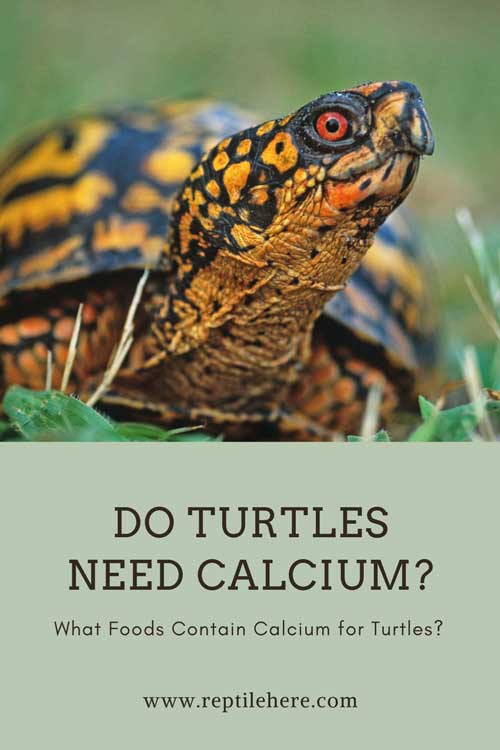 Do Turtles Need Calcium