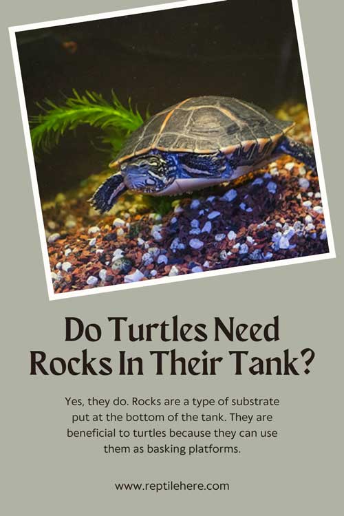 Do Turtles Need Rocks In Their Tank