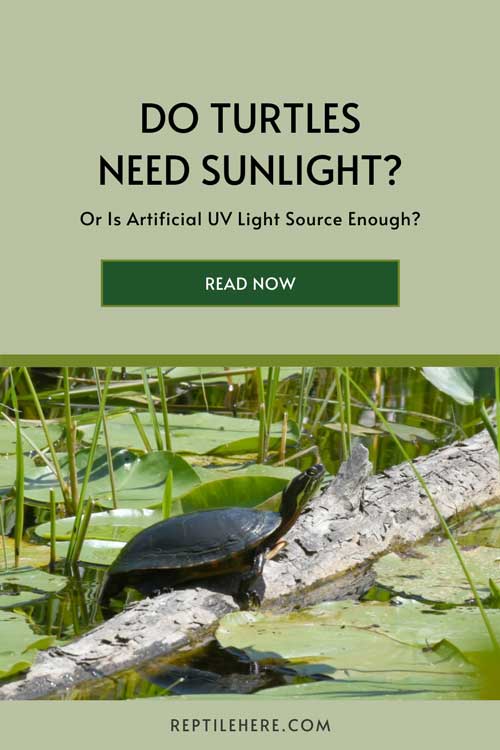 Do Turtles Need Sunlight