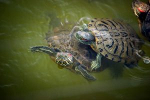 Do Turtles Need Sunlight? Or Is Artificial UV Light Source Enough?