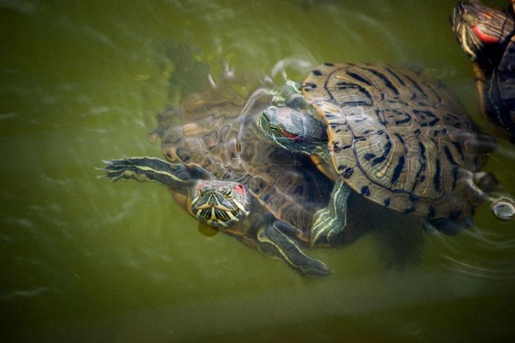 The Benefits Of Outdoor Sunlight For Turtles: Natural Vitamin D Synthesis