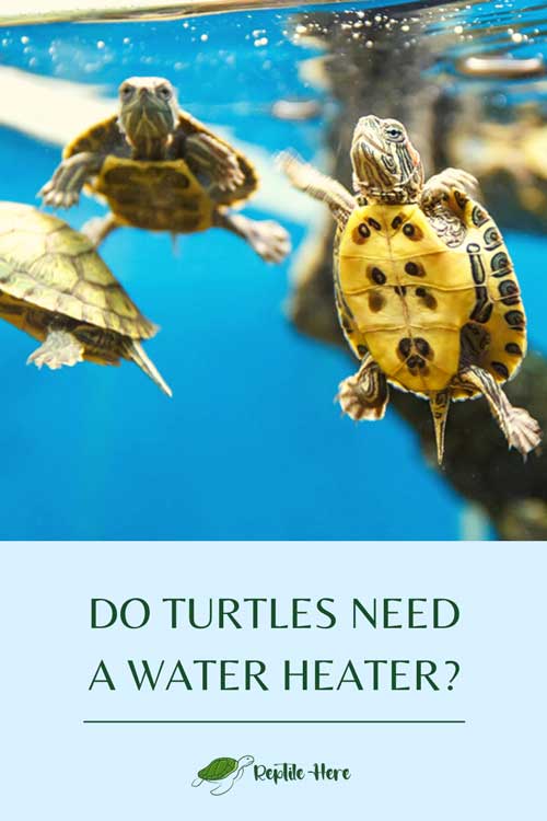 Do Turtles Need a Water Heater