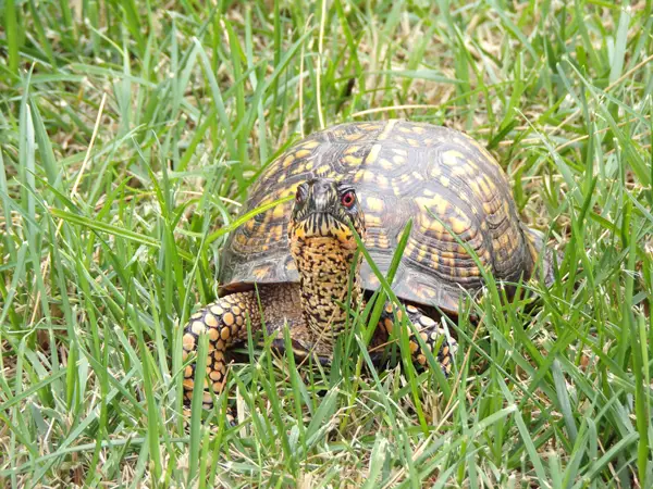 Eastern Box turtle in Mississippi