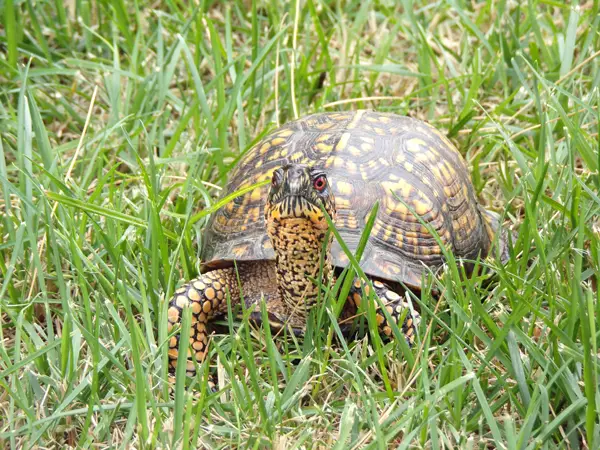  Eastern Box Turtle in Maryland